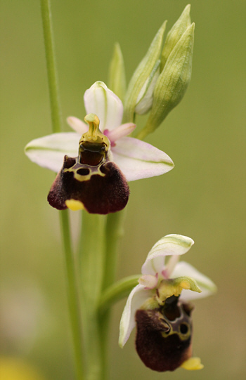 Ophrys fuciflora, Südbaden.