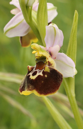 Ophrys fuciflora, Südbaden.