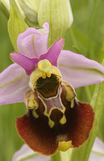 Ophrys fuciflora, Southern Baden.