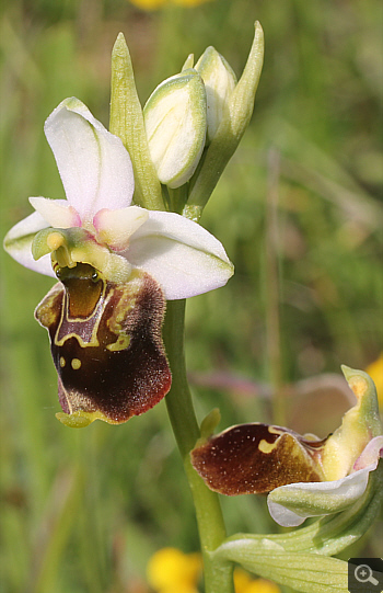 Ophrys fuciflora, Landkreis Göppingen.