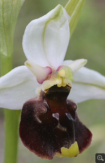 Ophrys fuciflora, district Göppingen.