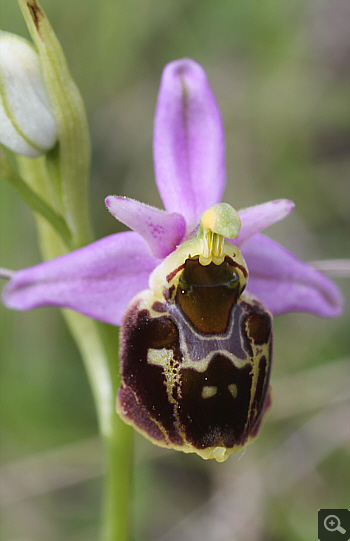 Ophrys fuciflora, Landkreis Göppingen.