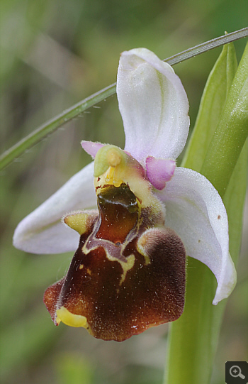 Ophrys fuciflora, Landkreis Göppingen.