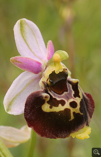 Ophrys fuciflora, Landkreis Landsberg.