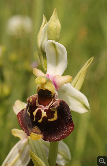 Ophrys fuciflora, district Landsberg.
