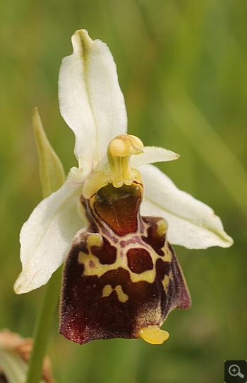 Ophrys fuciflora, district Landsberg.