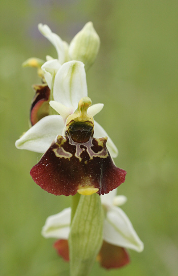 Ophrys fuciflora, südlich Augsburg.