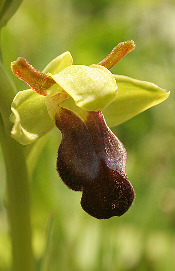 Ophrys funerea, Ortuabis.