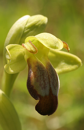 Ophrys funerea, Ortuabis.