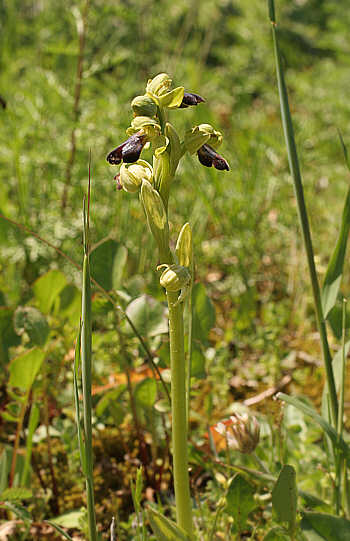 Ophrys funerea, Ortuabis.