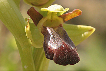 Ophrys funerea, Ortuabis.