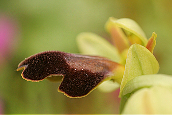 Ophrys funerea, Ispignoli.
