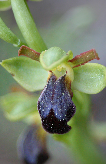 Ophrys fusca, Laerma.