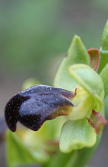 Ophrys fusca, Laerma.