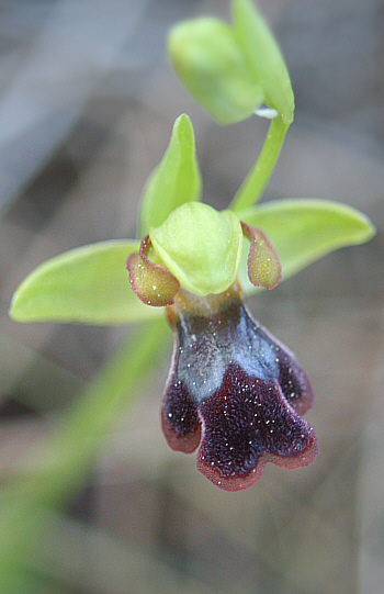 Ophrys fusca, Laerma.