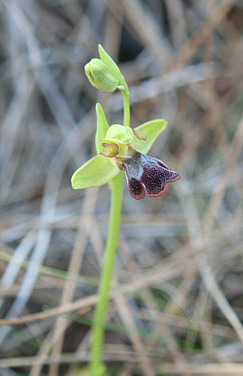 Ophrys fusca, Laerma.