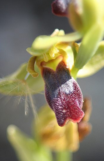 Ophrys fusca, Kattavia.