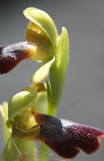 Ophrys fusca, Kattavia.