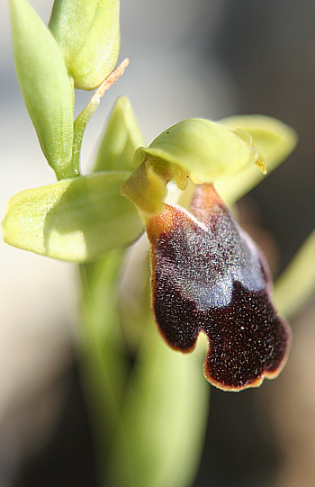 Ophrys fusca, Kattavia.