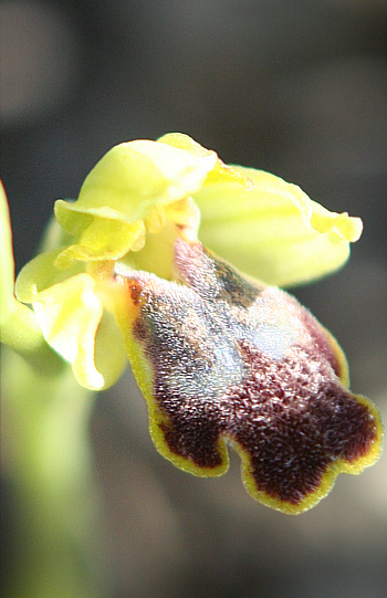 Ophrys fusca, Kattavia.