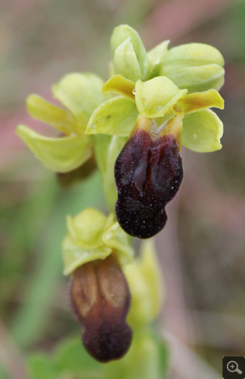 Ophrys fusca, Rionero Sannitico.