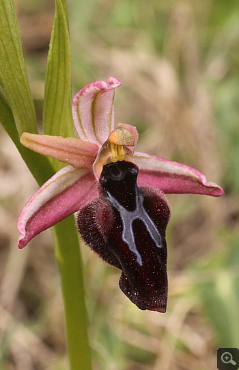 Ophrys gottfriediana, Kesari.