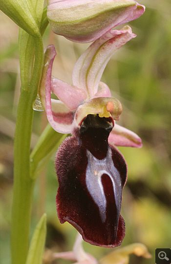 Ophrys gottfriediana, Filothei.