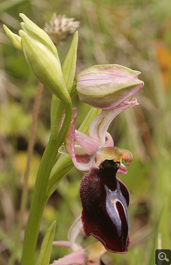 Ophrys gottfriediana, Filothei.