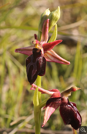Ophrys gottfriediana, Litochoro.