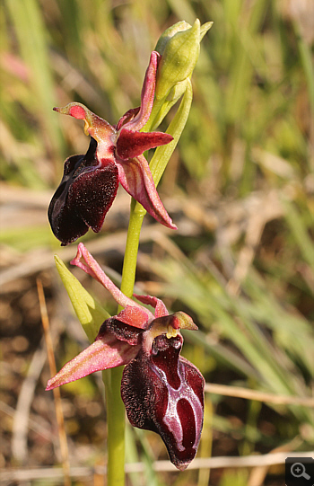 Ophrys gottfriediana, Litochoro.