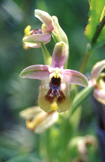 Ophrys grandiflora, Pantalica.