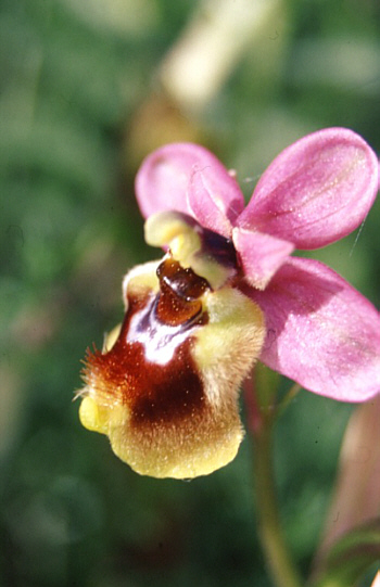 Ophrys grandiflora, Pantalica.