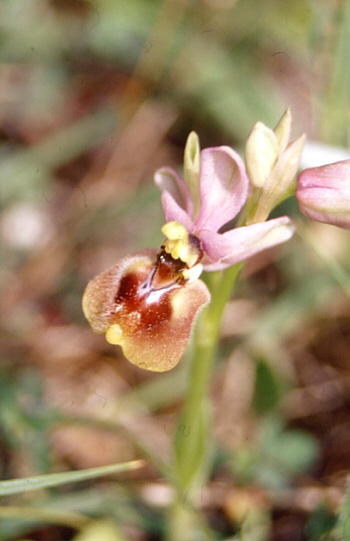 Ophrys grandiflora, Pantalica.