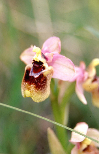 Ophrys grandiflora, Pantalica.