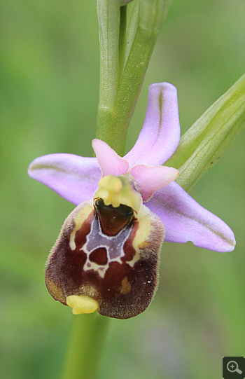 Ophrys gracilis, Cervaro.