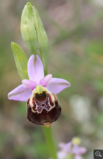 Ophrys gracilis, Cervaro.