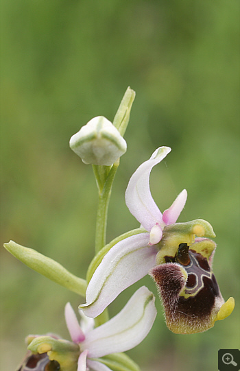 Ophrys gracilis, Rionero Sannitico.