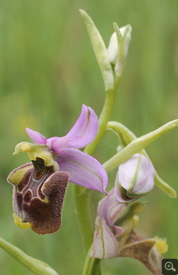 Ophrys gracilis, Rionero Sannitico.
