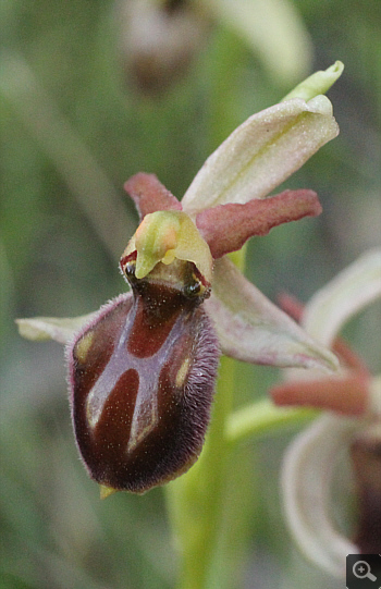 Ophrys grammica, Voutsaras.