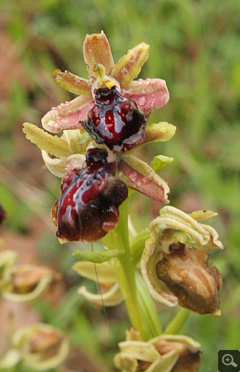 Ophrys grammica, Agios Nikolaos.