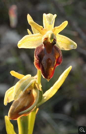 Ophrys grammica, Voutsaras.