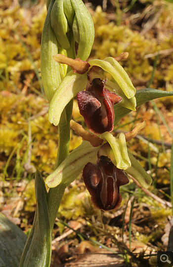 Ophrys grammica, Agios Nikolaos.