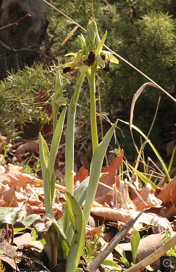Ophrys grammica, Agios Nikolaos.