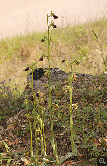 Ophrys grammica, Vrontou.