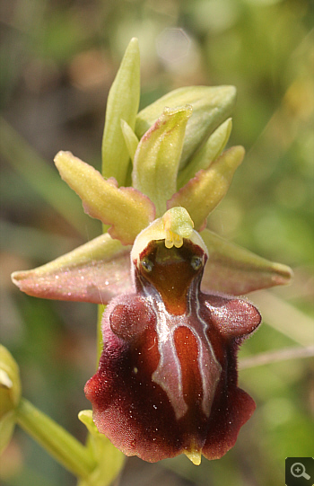 Ophrys grammica, Vrontou.