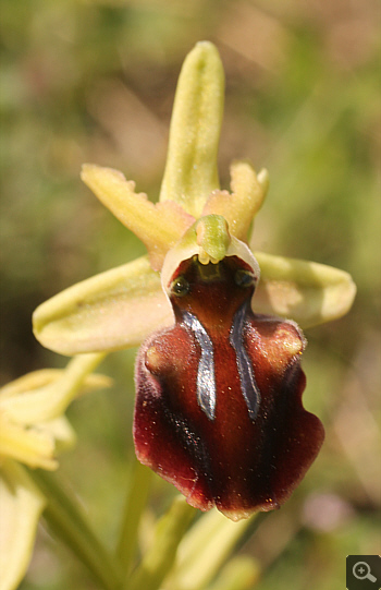 Ophrys grammica, Vrontou.