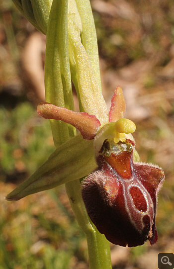 Ophrys grammica, Agios Nikolaos.