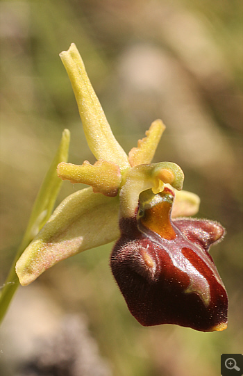 Ophrys grammica, Vrontou.