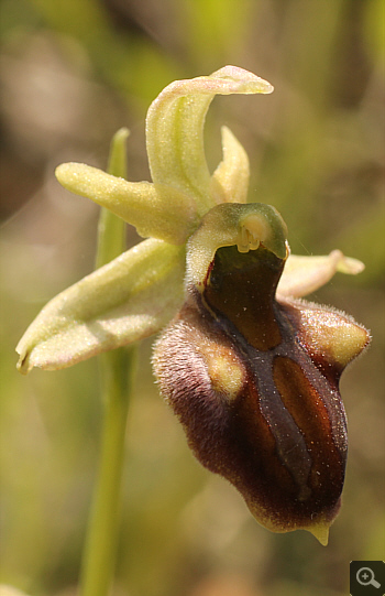 Ophrys grammica, Vrontou.