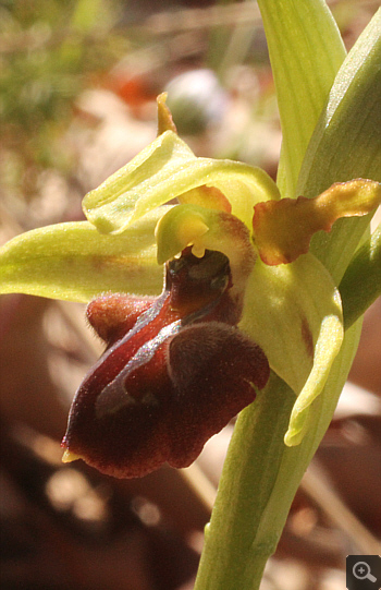 Ophrys grammica, Agios Nikolaos.